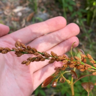 Baloskion tetraphyllum subsp. meiostachyum