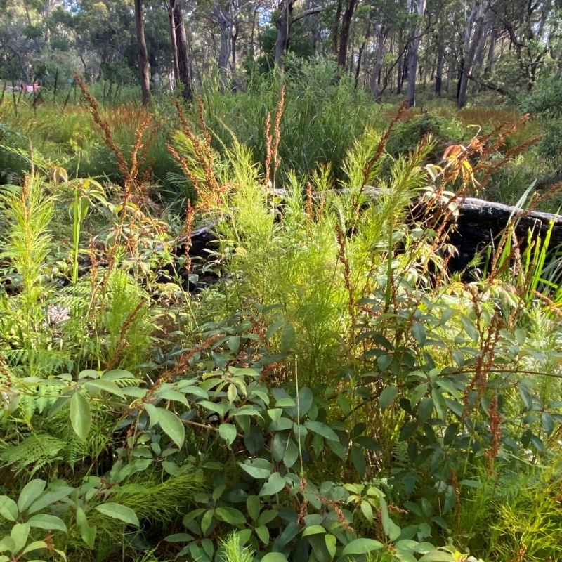 Baloskion tetraphyllum subsp. meiostachyum