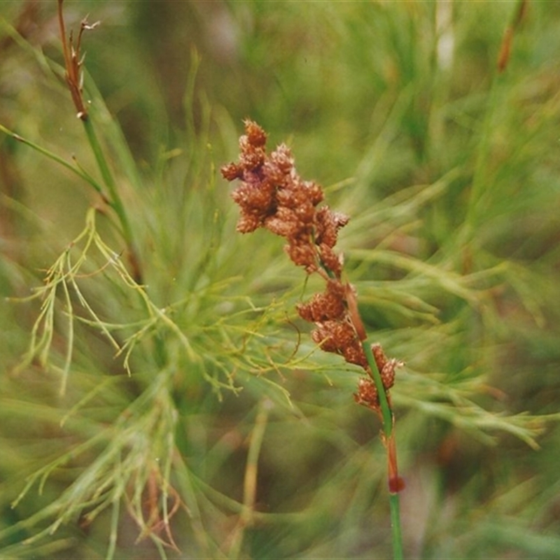 Baloskion tetraphyllum subsp. tetraphyllum