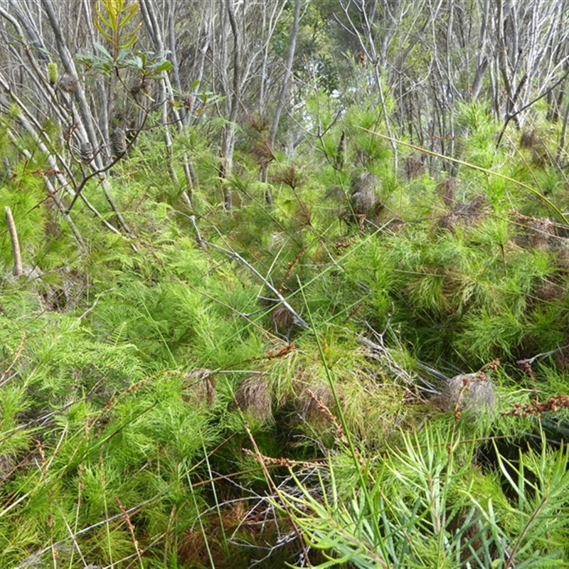 Baloskion tetraphyllum subsp. tetraphyllum