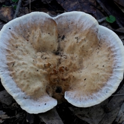 Abortiporus biennis