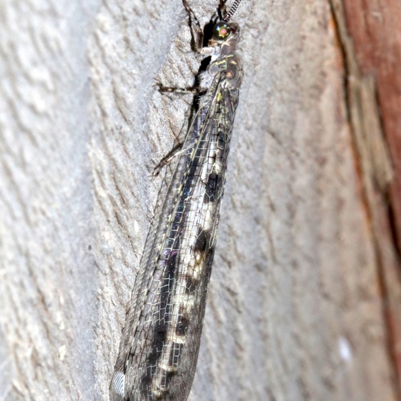 Bandidus sp. (genus)