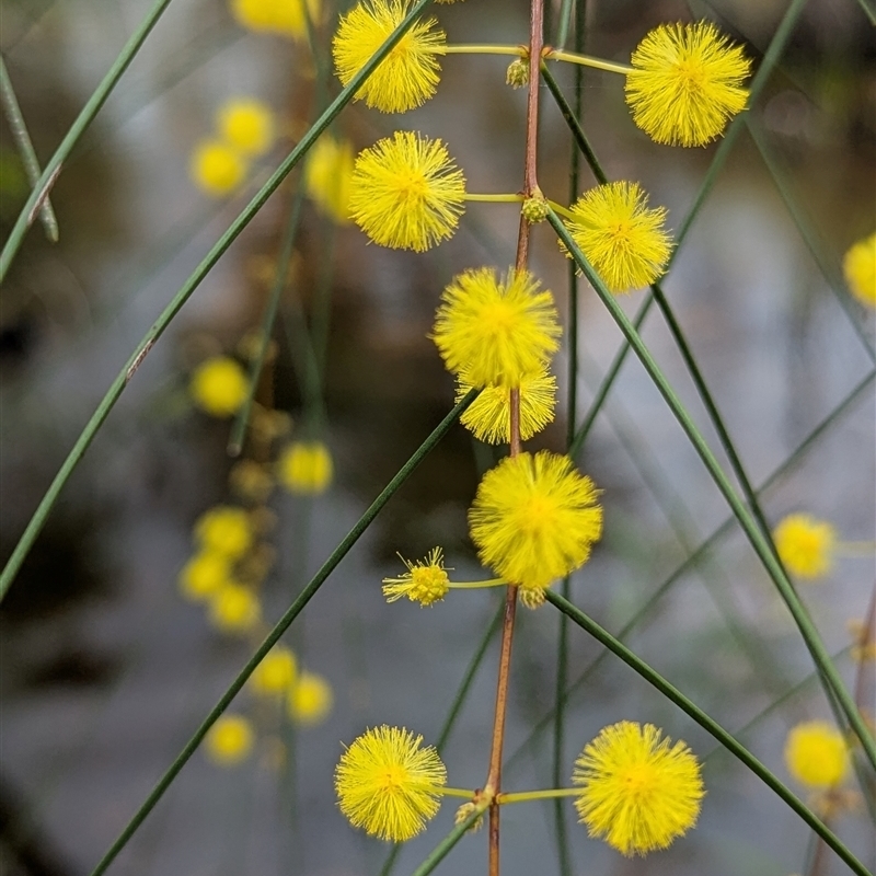 Acacia alleniana