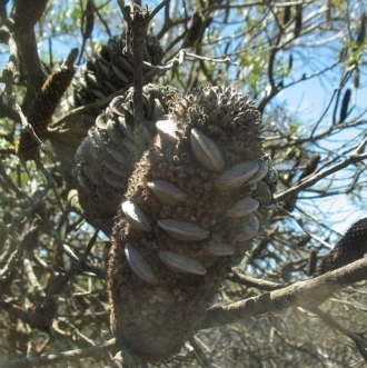 Banksia canei