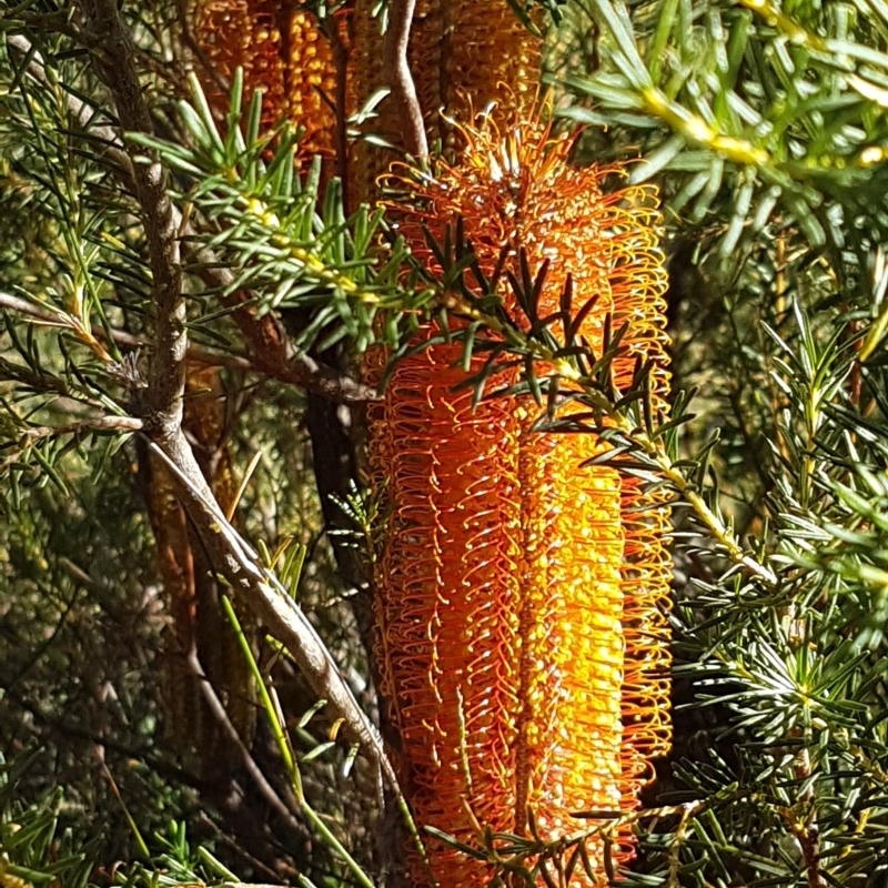 Banksia ericifolia