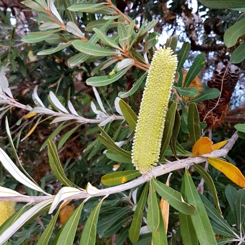 Banksia integrifolia subsp. integrifolia