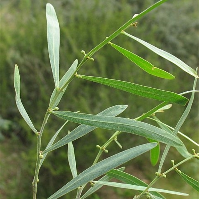 Acacia stricta