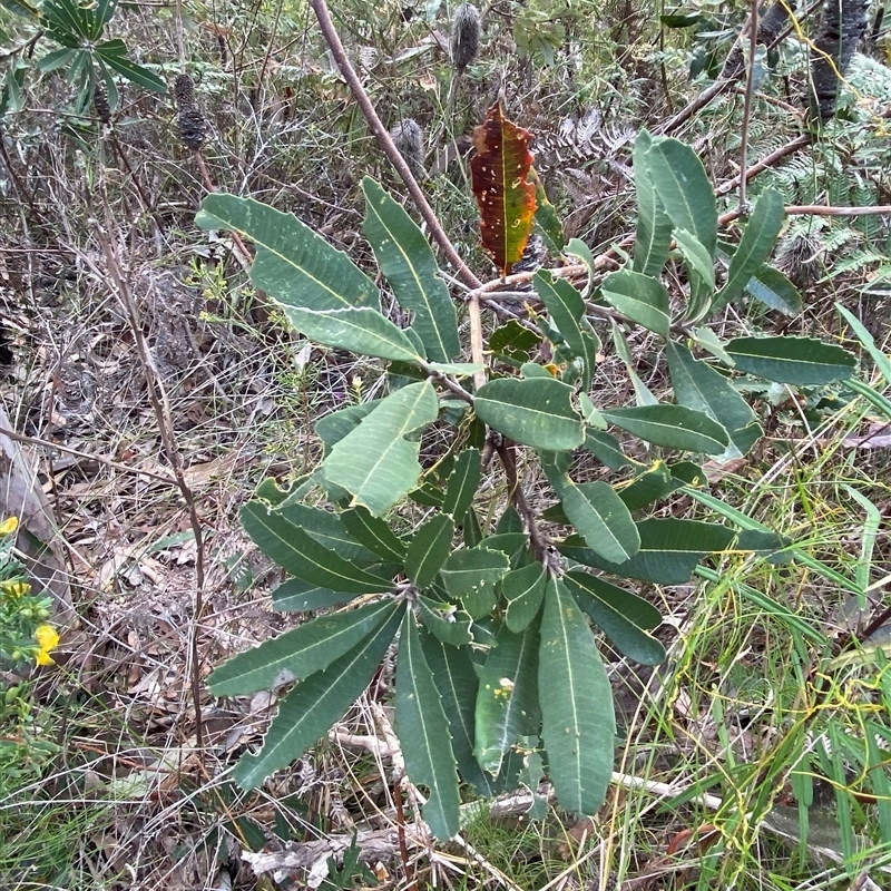 Banksia oblongifolia