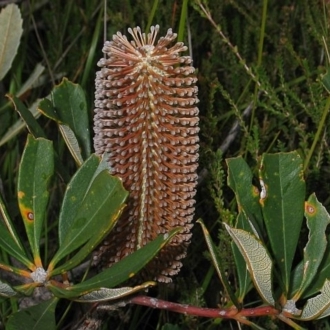 Banksia paludosa