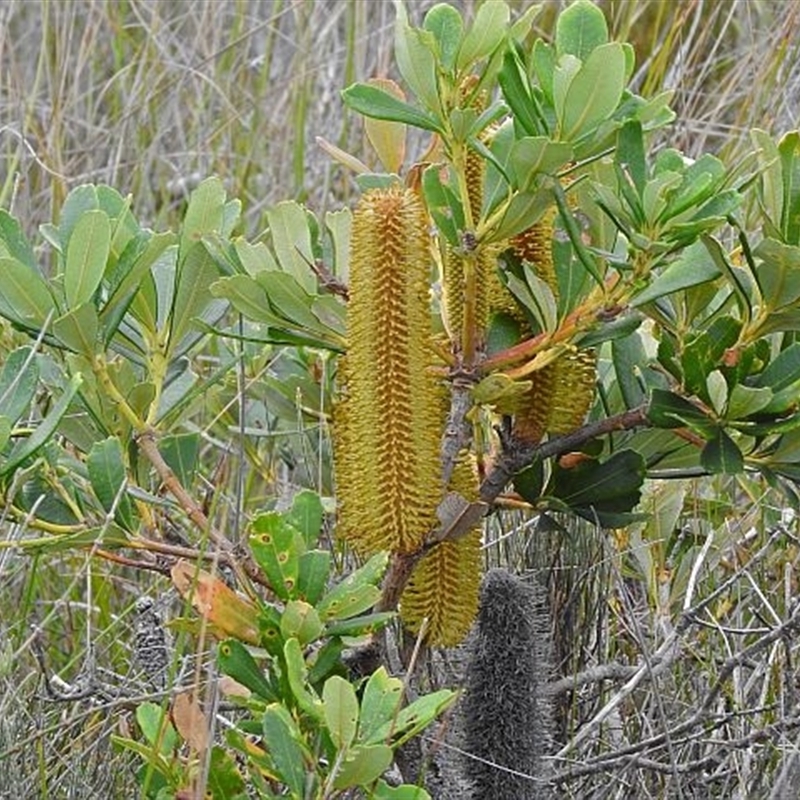 Banksia paludosa