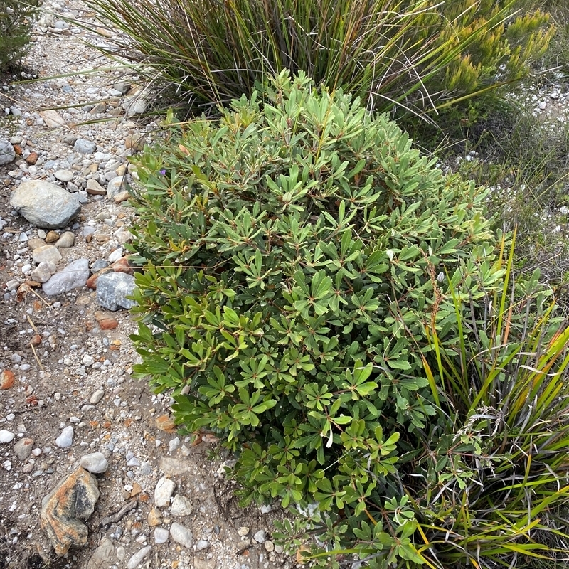 Banksia paludosa