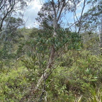 Acacia barringtonensis