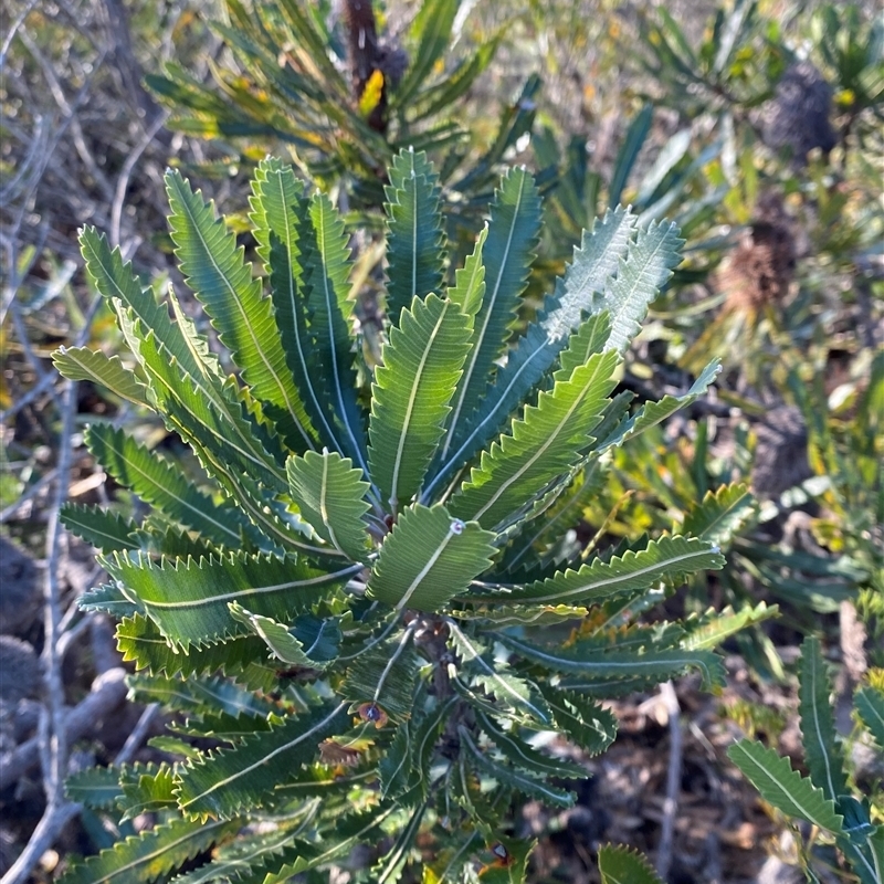 Banksia serrata