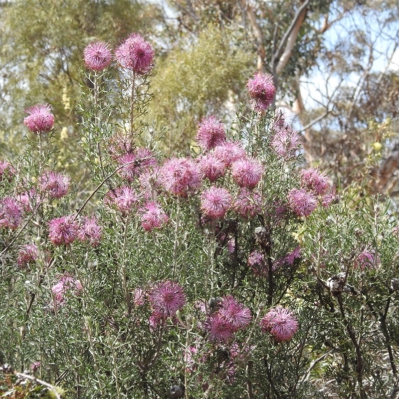 Isopogon dubius