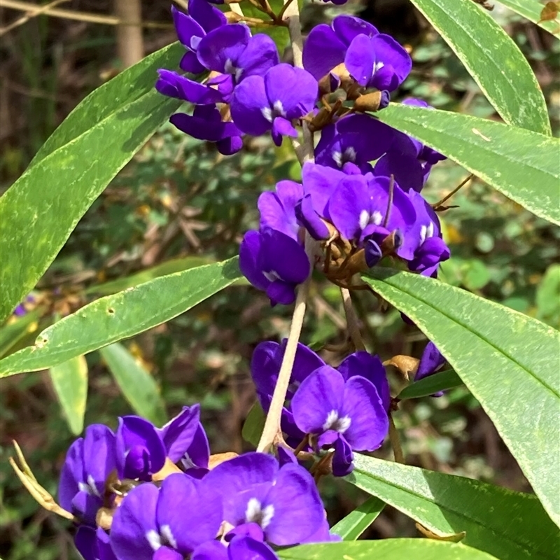 Hovea elliptica