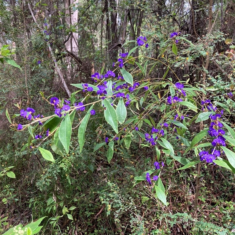 Hovea elliptica