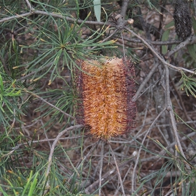 Banksia spinulosa