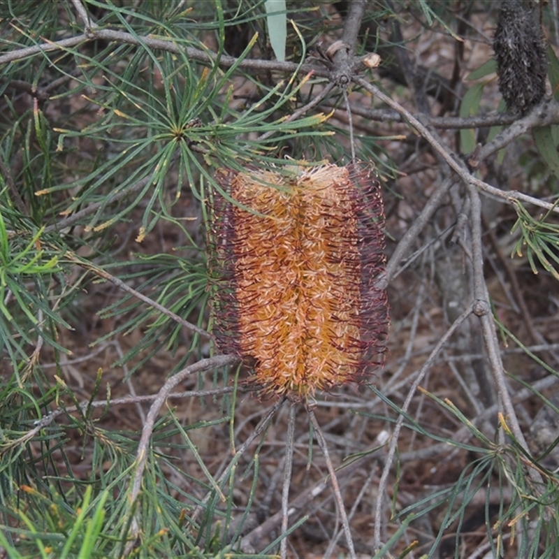 Banksia spinulosa