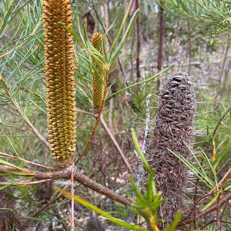 Banksia spinulosa