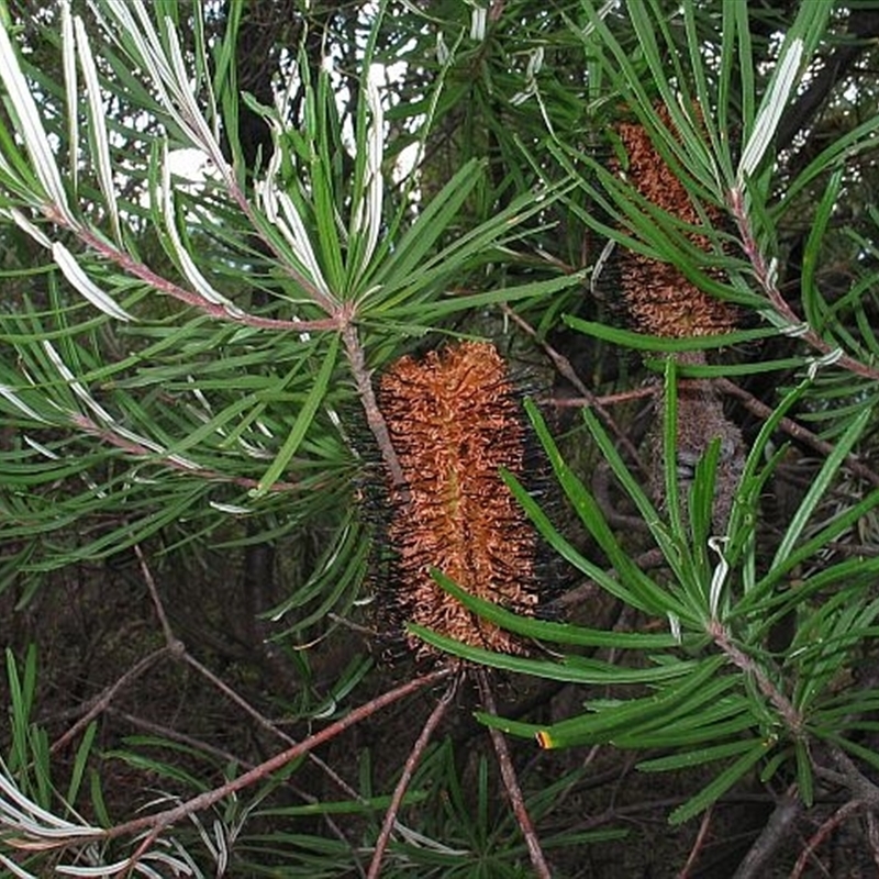 Banksia spinulosa var. cunninghamii