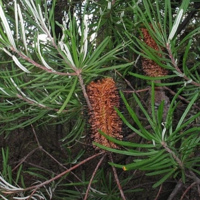 Banksia spinulosa var. cunninghamii