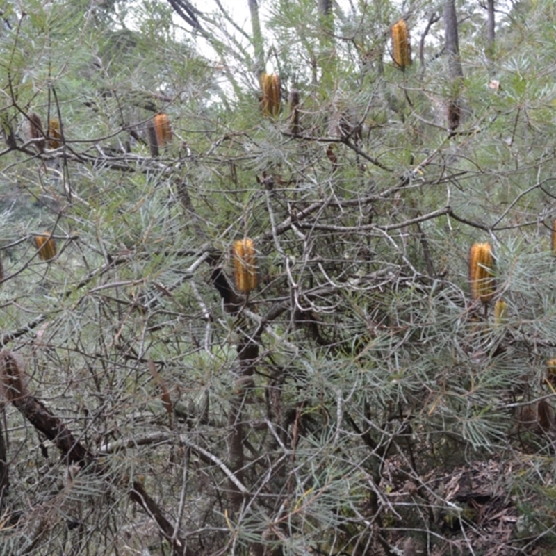 Banksia spinulosa var. cunninghamii