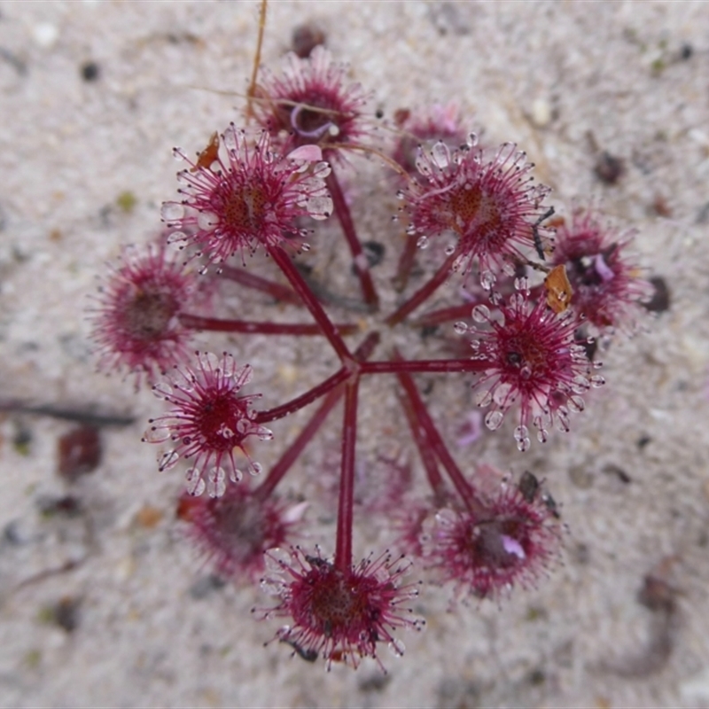 Drosera purpurascens