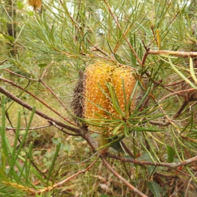 Banksia spinulosa var. spinulosa