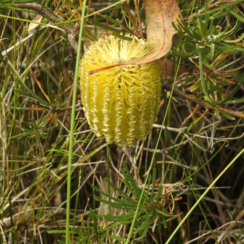 Banksia spinulosa var. spinulosa