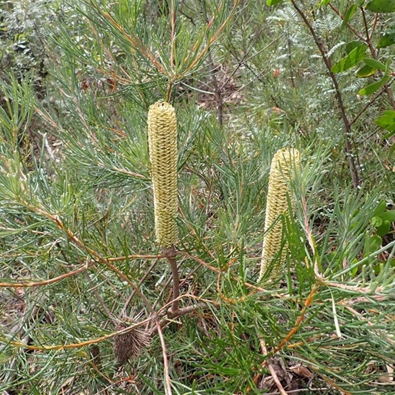 Banksia spinulosa var. spinulosa