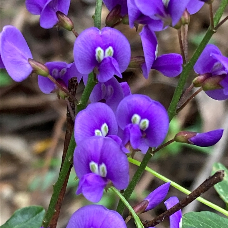 Hardenbergia comptoniana