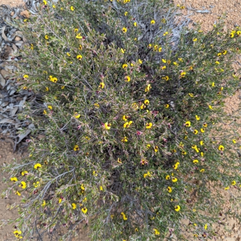 Bossiaea eriocarpa