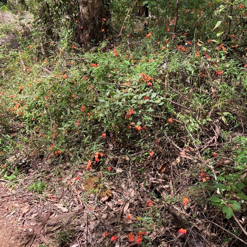 Chorizema ilicifolium