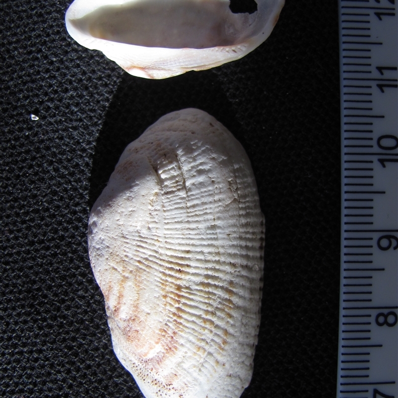 Barbatia (Barbatia) pistachia