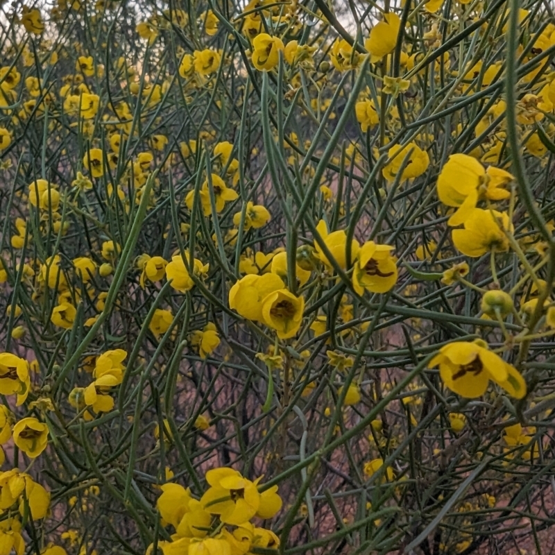 Senna artemisioides