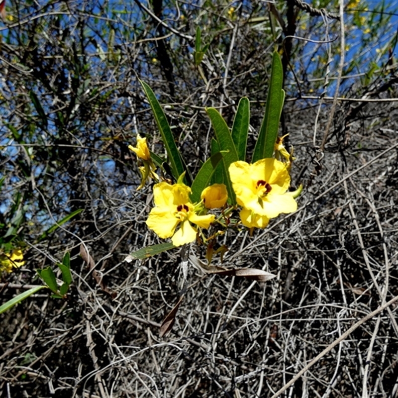 Labichea lanceolata