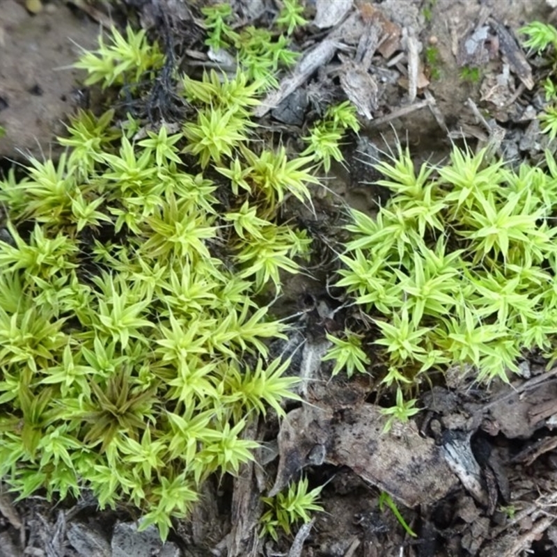 Barbula crinita