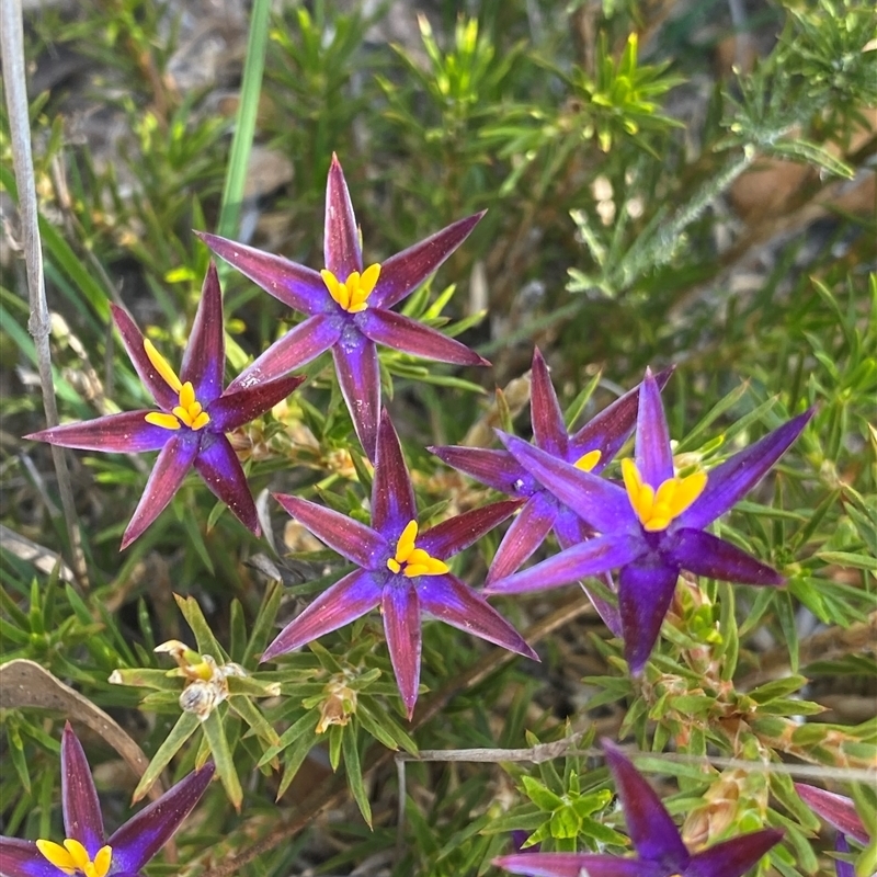 Calectasia valida