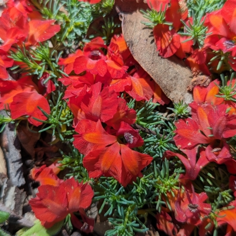 Lechenaultia formosa