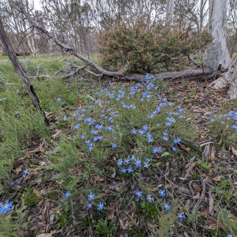 Lechenaultia biloba