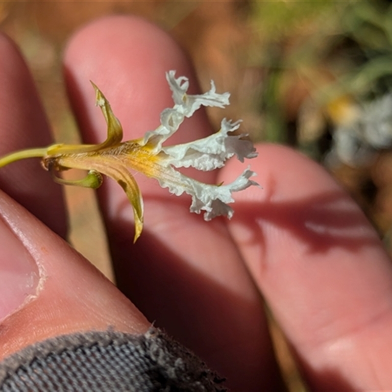 Lechenaultia divaricata