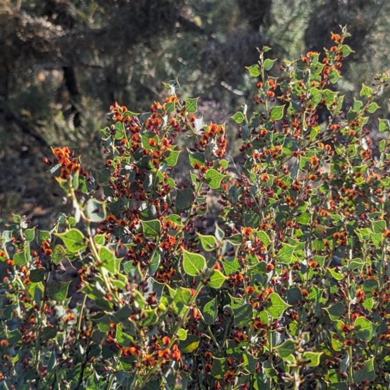 Daviesia rhombifolia