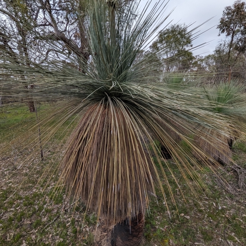 Xanthorrhoea drummondii