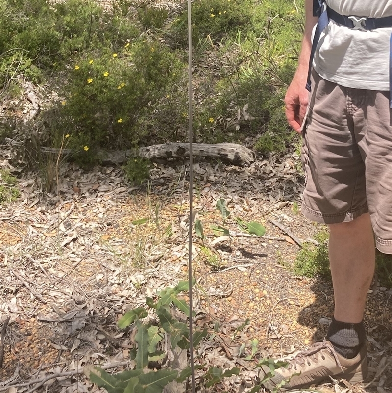 Xanthorrhoea gracilis