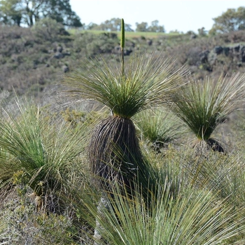 Xanthorrhoea acanthostachya