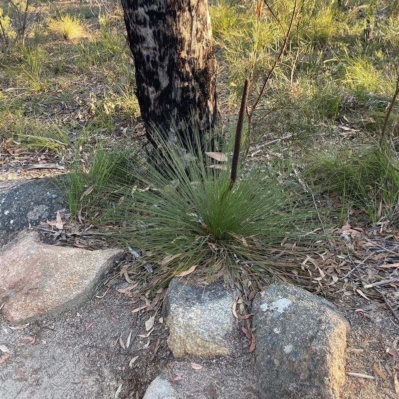 Xanthorrhoea acaulis