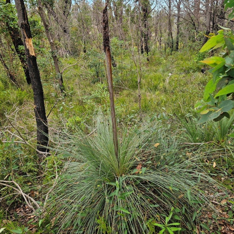 Xanthorrhoea glauca subsp. glauca