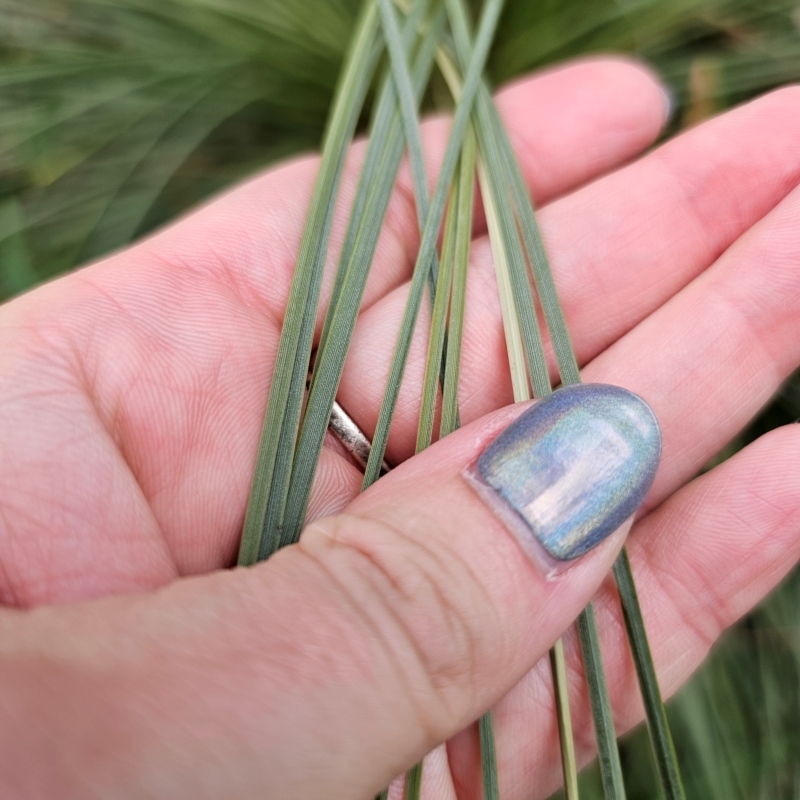 Xanthorrhoea glauca subsp. glauca