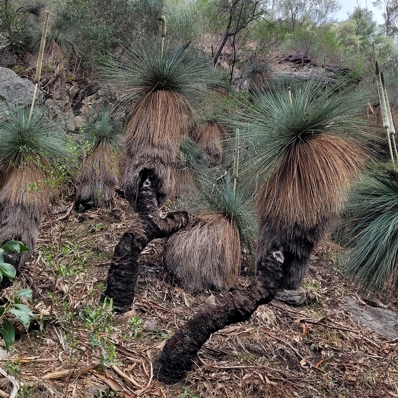 Xanthorrhoea quadrangulata