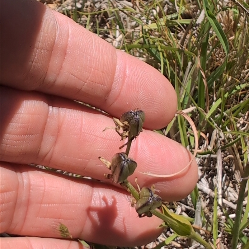 Wurmbea dioica subsp. alba